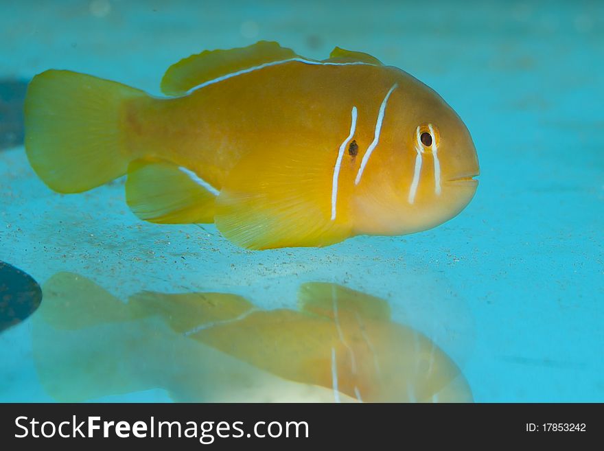 Citron Clown Goby in Aquarium