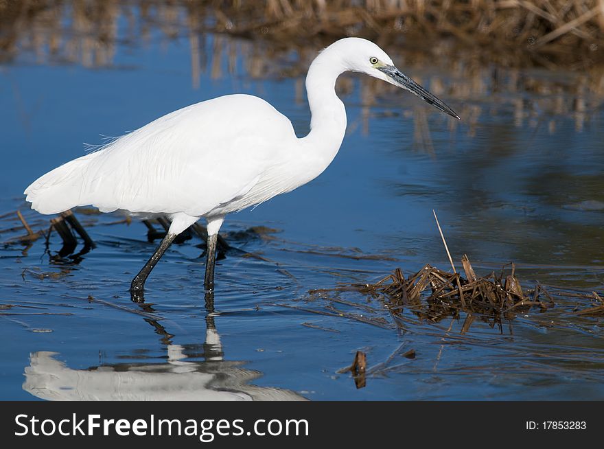 Little Egret in water in autumn