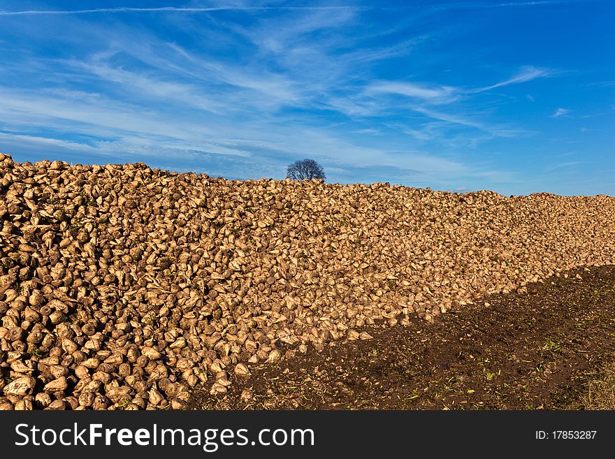 Pile of harvested beets