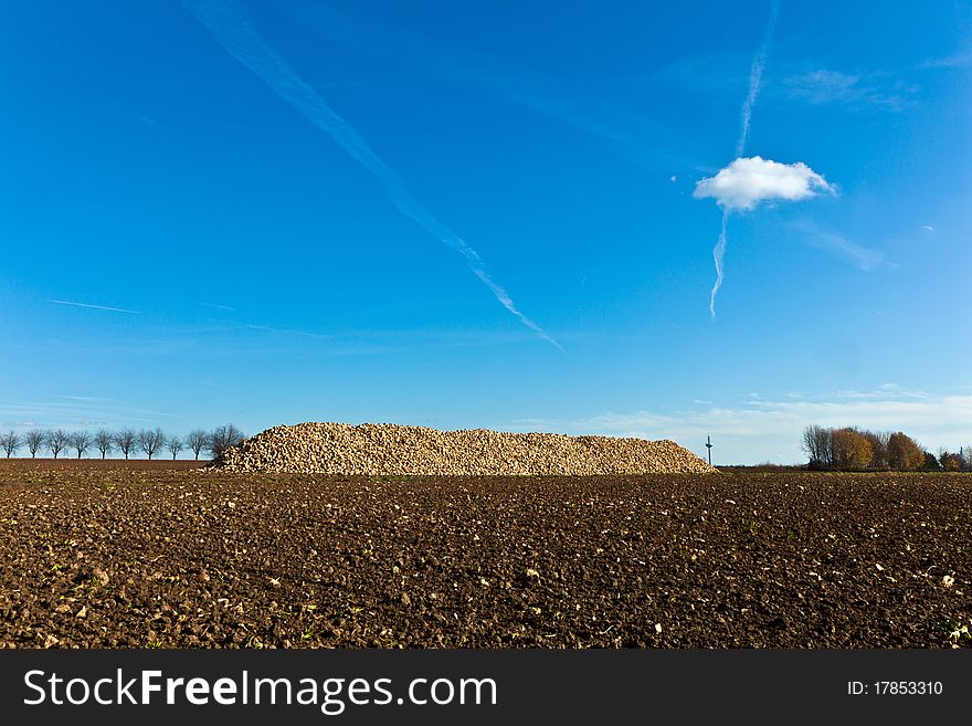 Pile of harvested beets against the blue sky