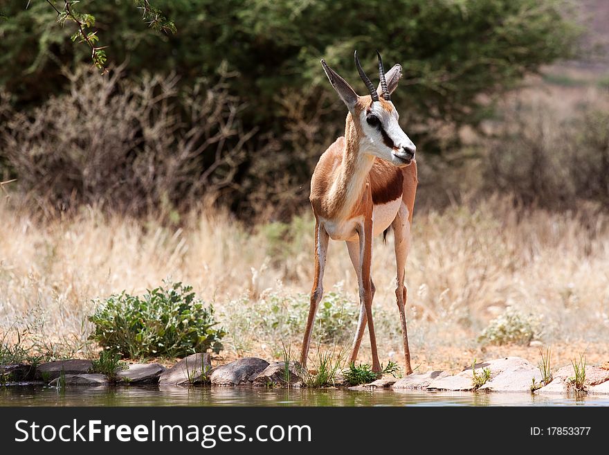 Springbok gazelle endemic to South Africa, and this country's national antelope. Springbok gazelle endemic to South Africa, and this country's national antelope