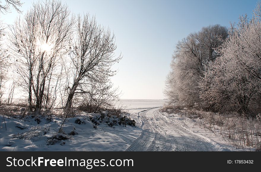 Bright sun illuminates lush hoarfrost on bare trees. Bright sun illuminates lush hoarfrost on bare trees