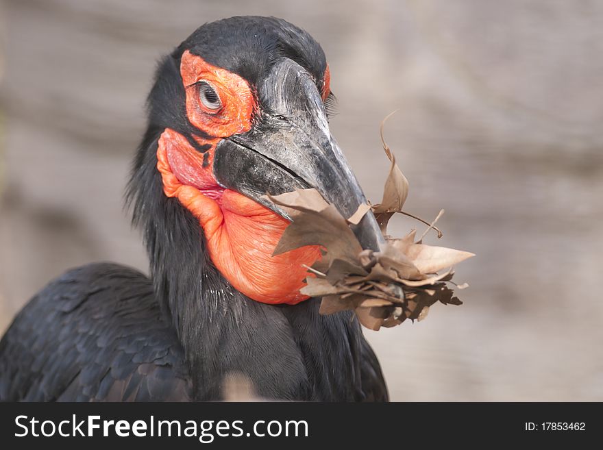 Cafer or Southern Ground Hornbill Portrait