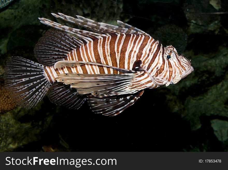 Volitan Lionfish (Pterois volitans) in Aqauarium