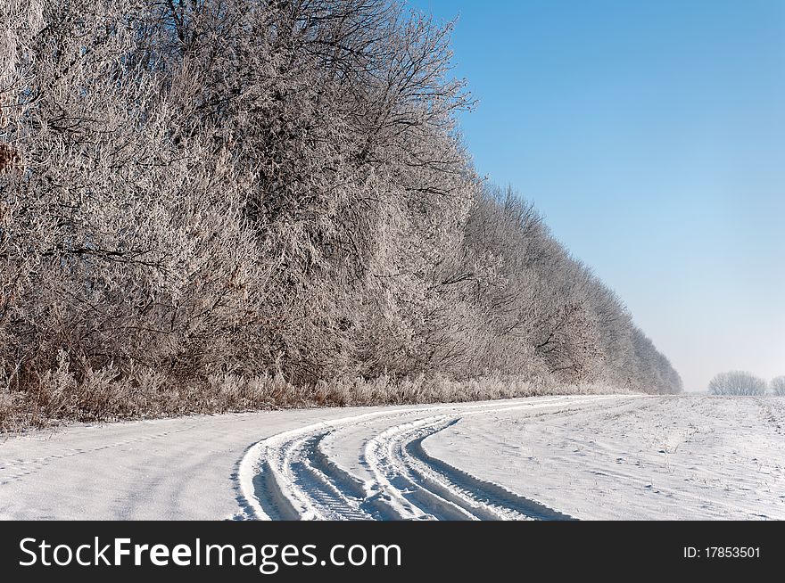 The long row of tall trees covered with hoarfrost and the road passing by near. The long row of tall trees covered with hoarfrost and the road passing by near