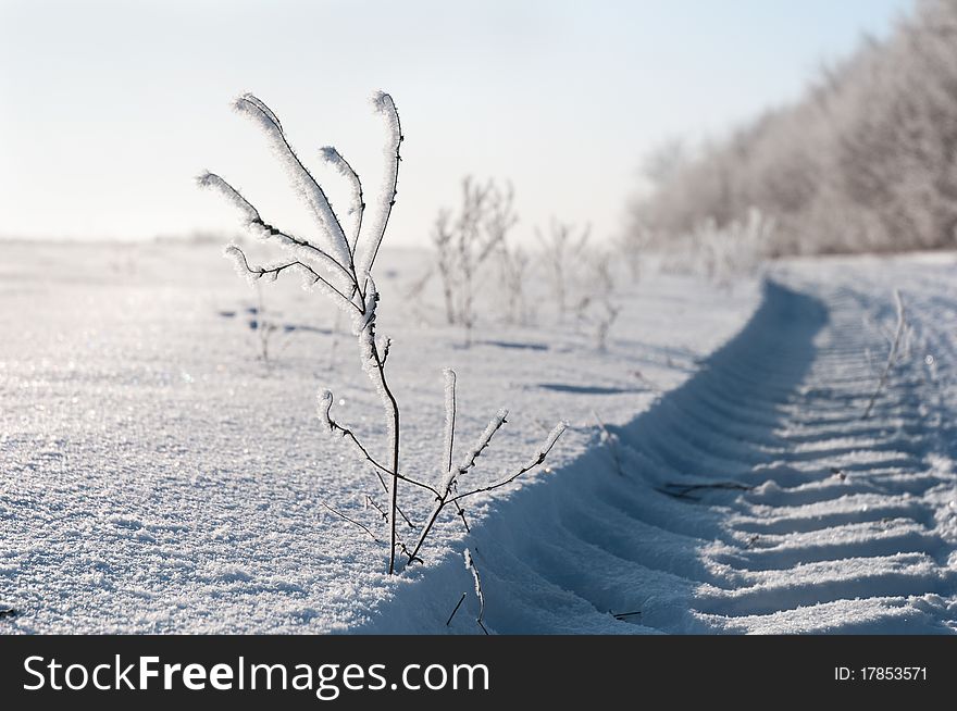 Frozen Branch