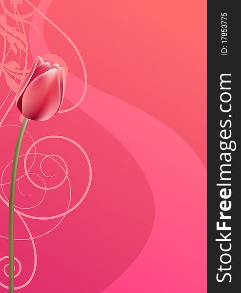 Pink vertical swirl background with red tulip. Pink vertical swirl background with red tulip