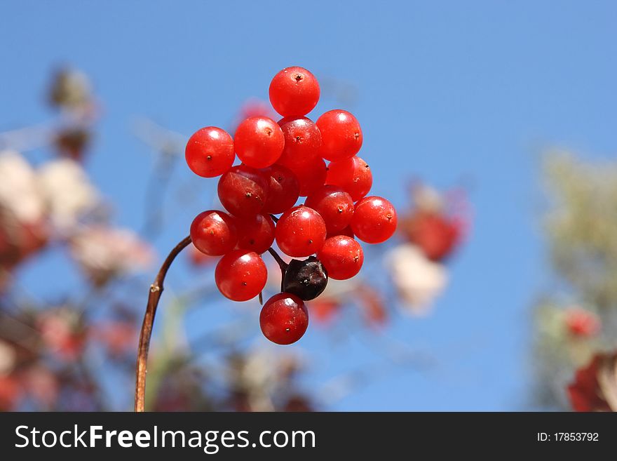 Red berries on a blue background. Red berries on a blue background