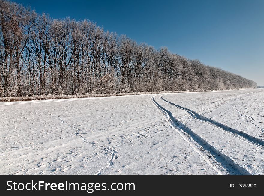 The row of bare trees on snow-covered field is coated with hoarfrost. The row of bare trees on snow-covered field is coated with hoarfrost