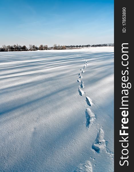 Traces from boots on snow. Shades from high trees. Traces from boots on snow. Shades from high trees