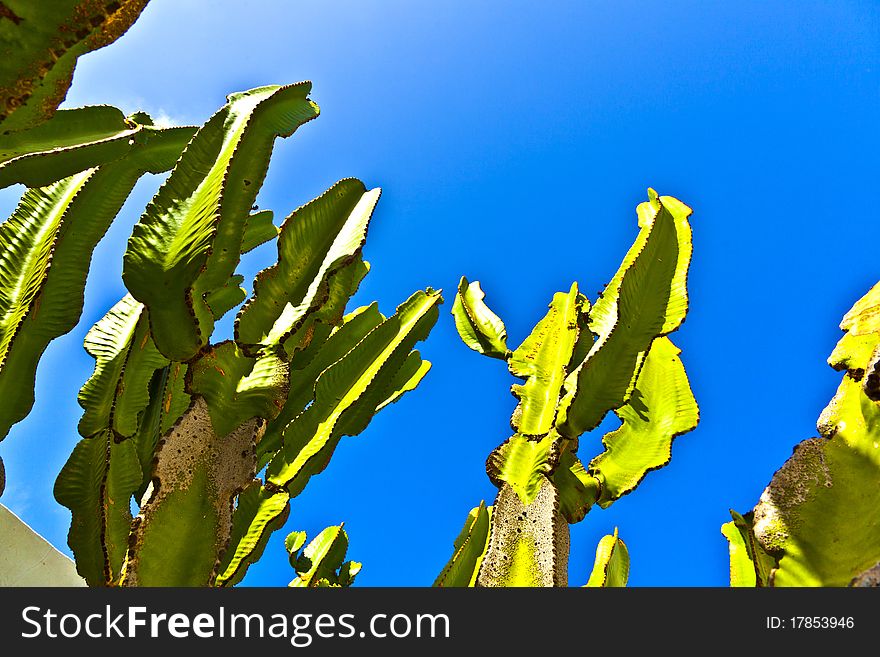 Cactus with clear blue sky. Cactus with clear blue sky