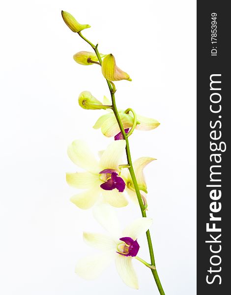 The orchids flower on white background