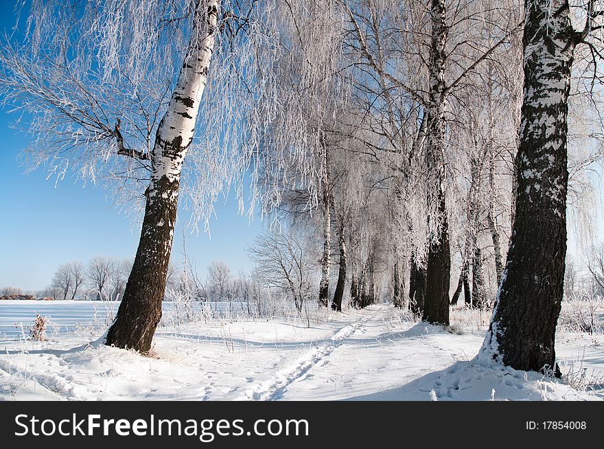The birches which grow in two rows are covered with hoarfrost. The birches which grow in two rows are covered with hoarfrost