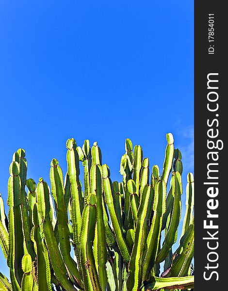 Cactus with clear blue sky. Cactus with clear blue sky