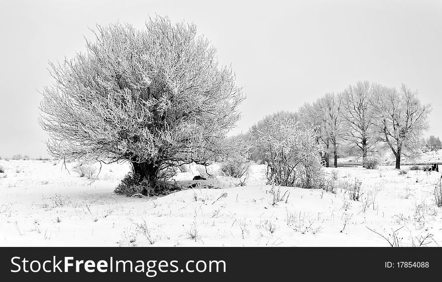 The lonely tree covered with hoarfrost grows on a meadow. The lonely tree covered with hoarfrost grows on a meadow