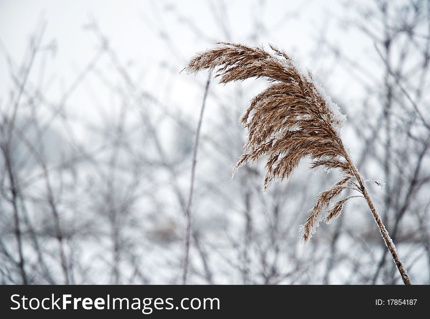 The reed on the bank of lake is covered with hoarfrost in cloudy weather. The reed on the bank of lake is covered with hoarfrost in cloudy weather