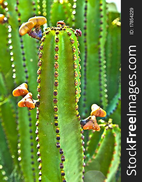 Detail of large outdoor cactus. Detail of large outdoor cactus