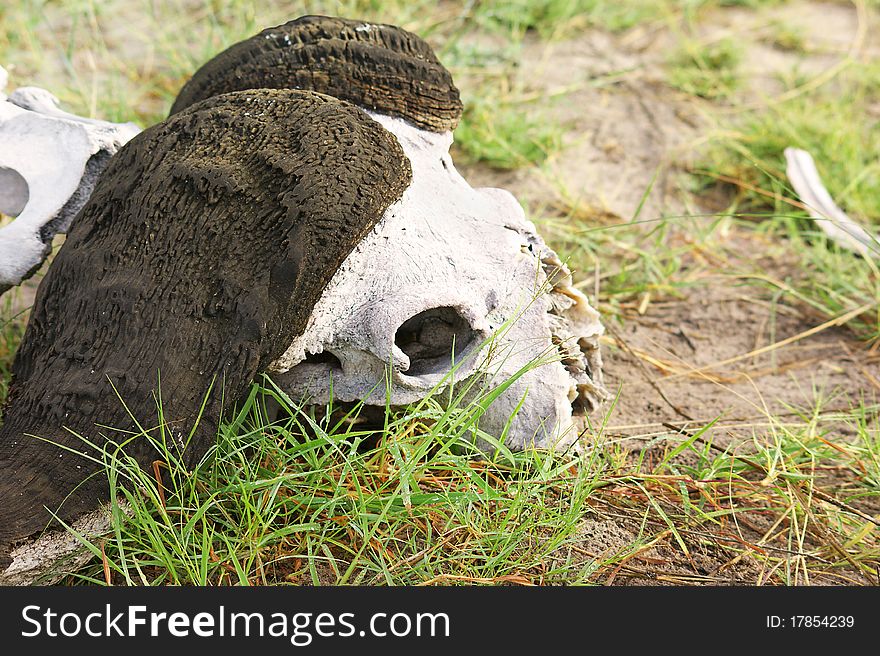 Buffalo skull in Okawango delta, Botswana