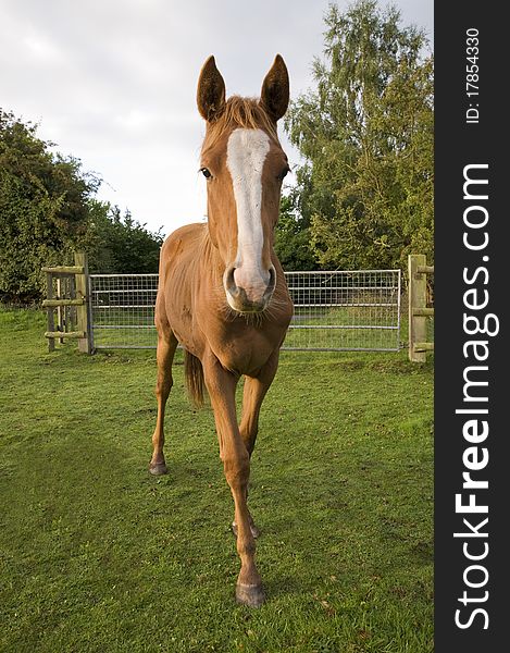 A chestnut horse on the farm