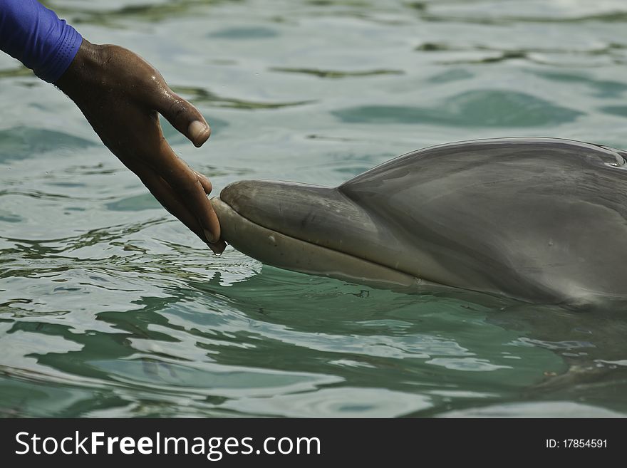 Trainer's hand touching a dolphin. Trainer's hand touching a dolphin