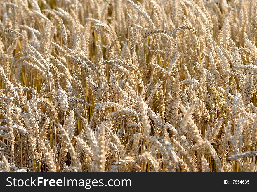 Yellow Grain In A Farm Field