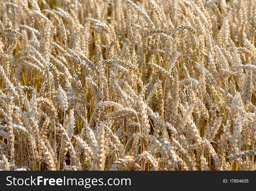 Close up on yellow corn. Close up on yellow corn.