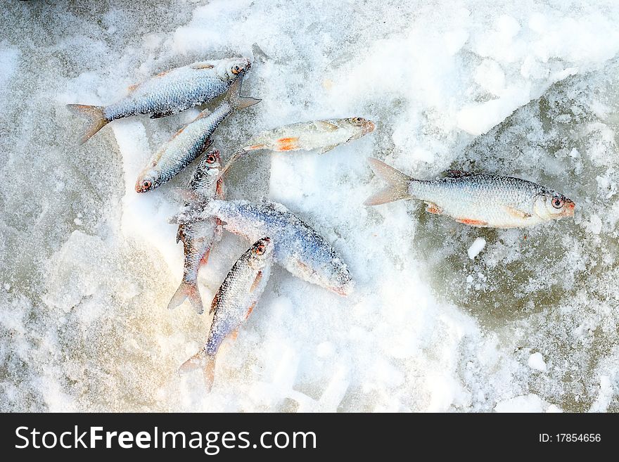 Caught small freshwater fish with red fins on the ice pond. Caught small freshwater fish with red fins on the ice pond