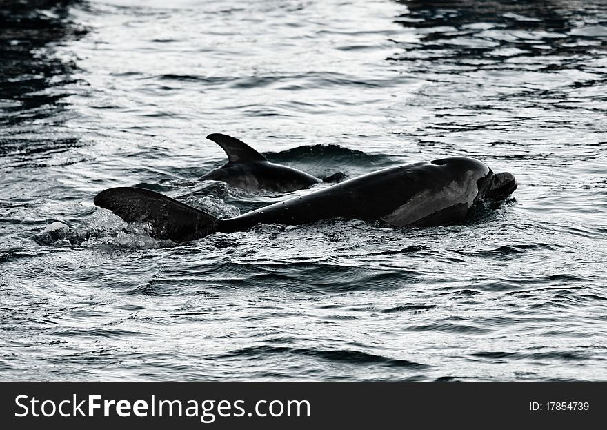 Black and white photo of a mother and baby bottlenose dolphins swimming. Black and white photo of a mother and baby bottlenose dolphins swimming.