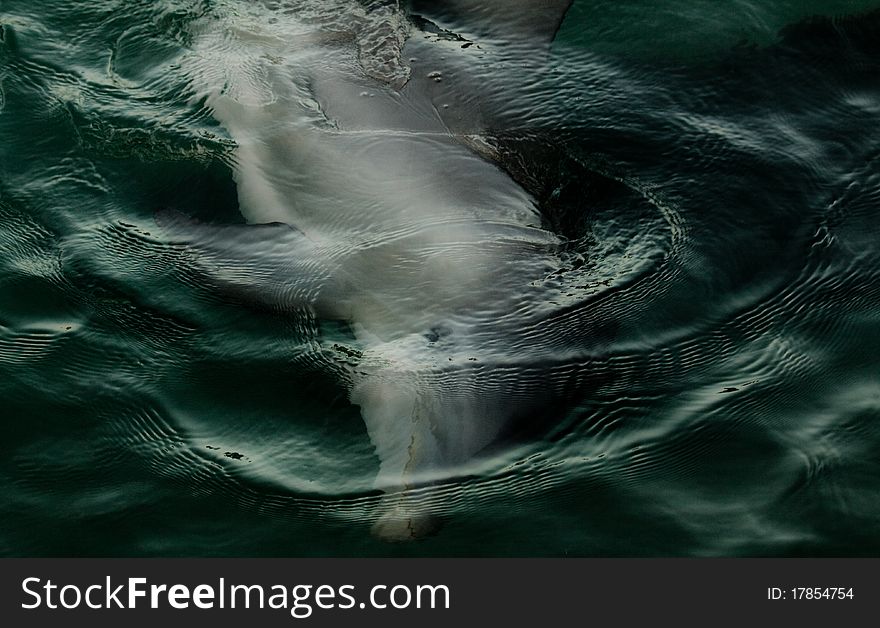 Dolphin playing under water