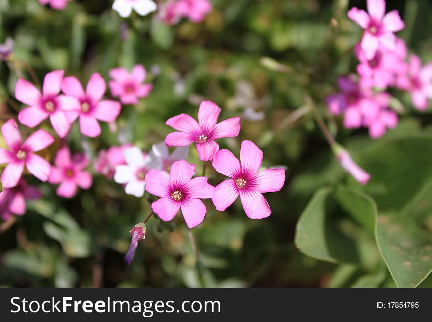 Pink Windowbox Woodsorrel (Red Oxalis Rubra)