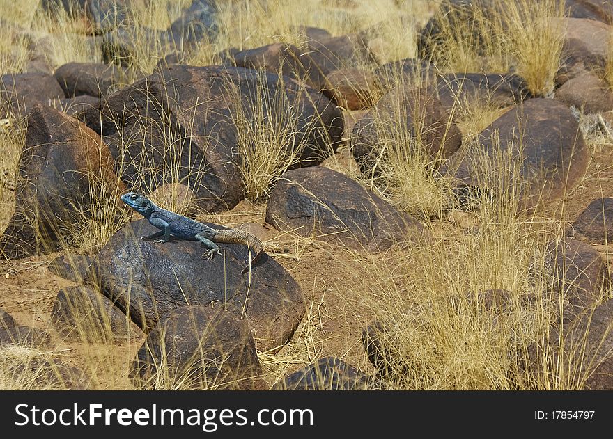 Landscape in Quiver tree area in Namibia with lizard (agama) on a rock. Landscape in Quiver tree area in Namibia with lizard (agama) on a rock