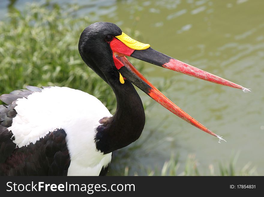 The Saddle Billed Stork (Ephippiorhynchus Senegalensis) close up