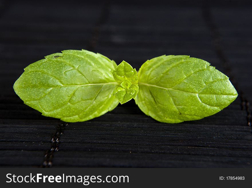 Green plant on black background