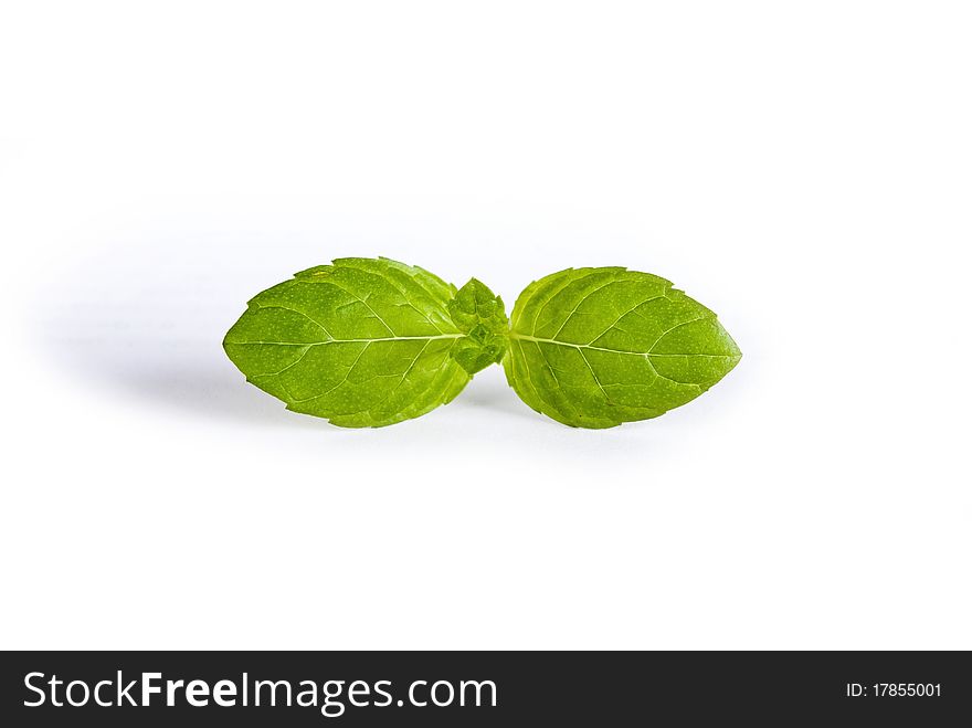 Green plant on white background