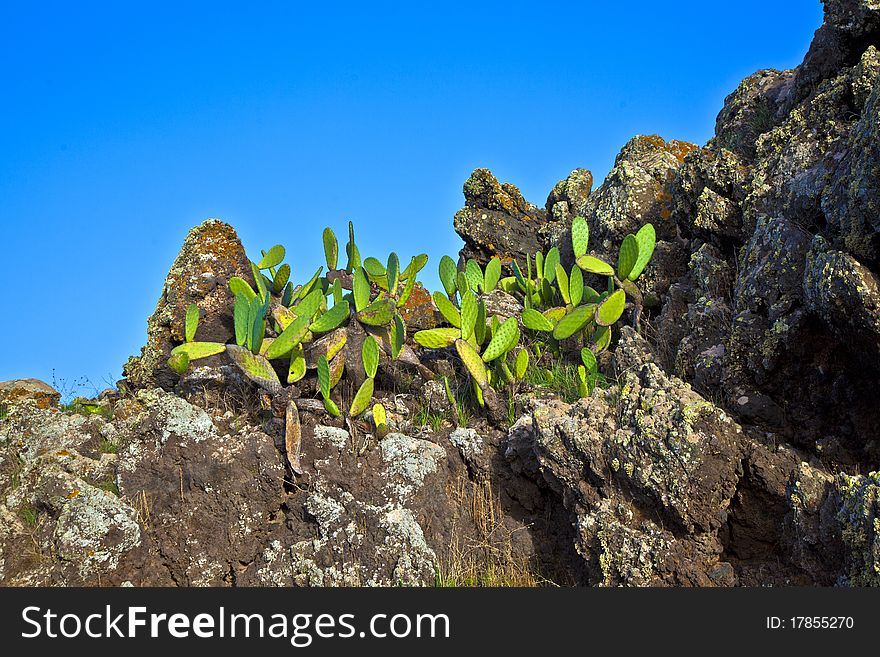 Detail of large cactus