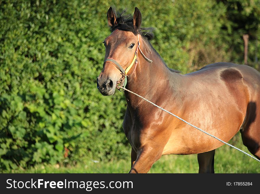 Brown horse on green grass