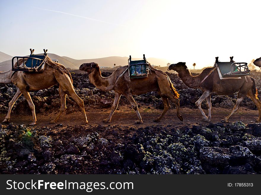 Caravan of camels in sunset returning home in the stable at Timanfaya national park