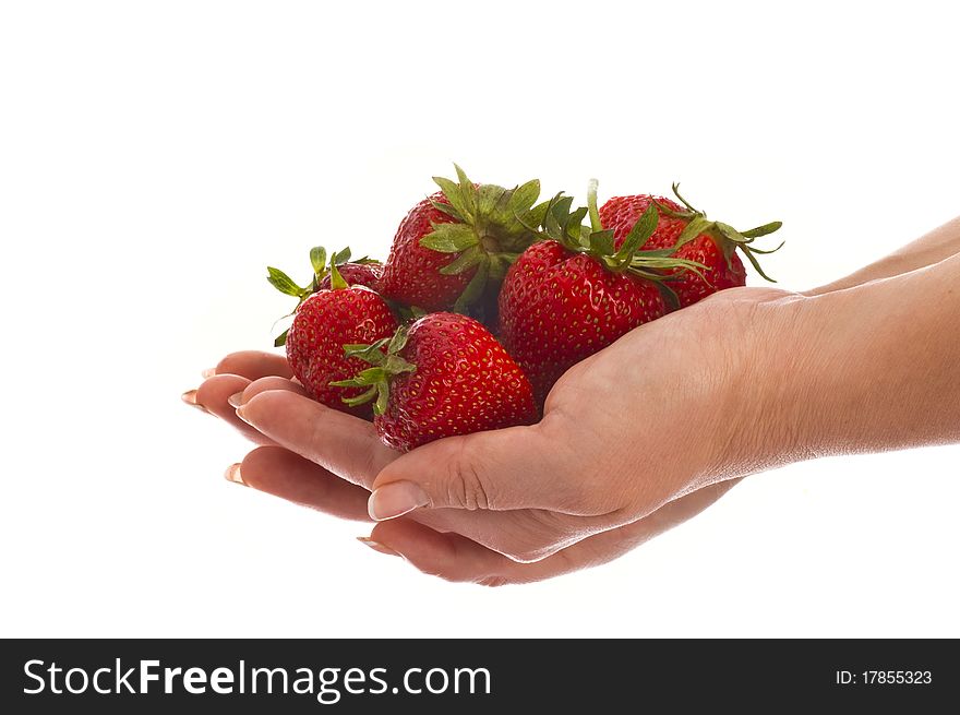 Large strawberry in girl hands isolated on white. Large strawberry in girl hands isolated on white