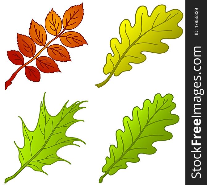 Leaves of plants, set: dogrose, oak, oak iberian