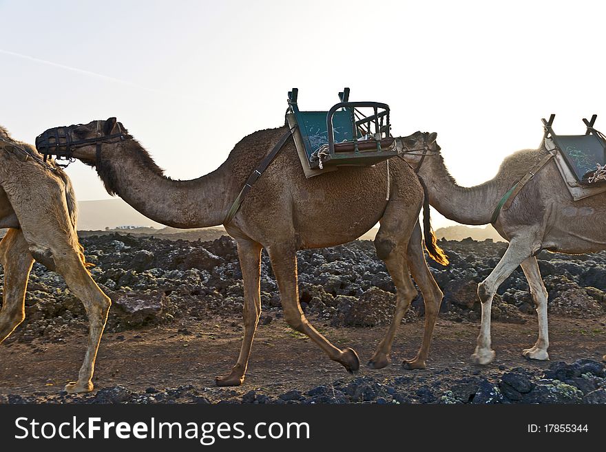 Caravan of camels in sunset returning home in the stable at Timanfaya national park