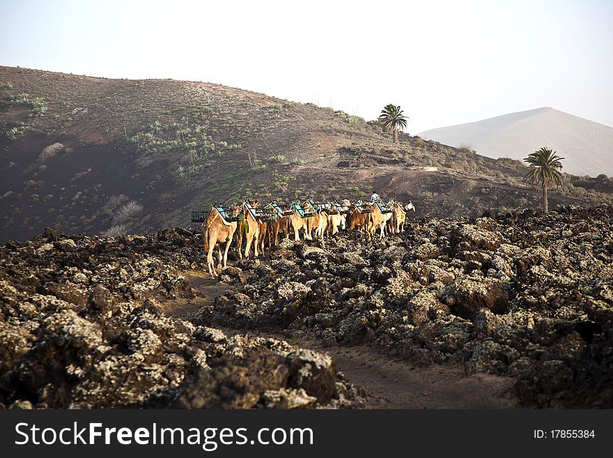 Caravan of camels in sunset returning home in the stable at Timanfaya national park