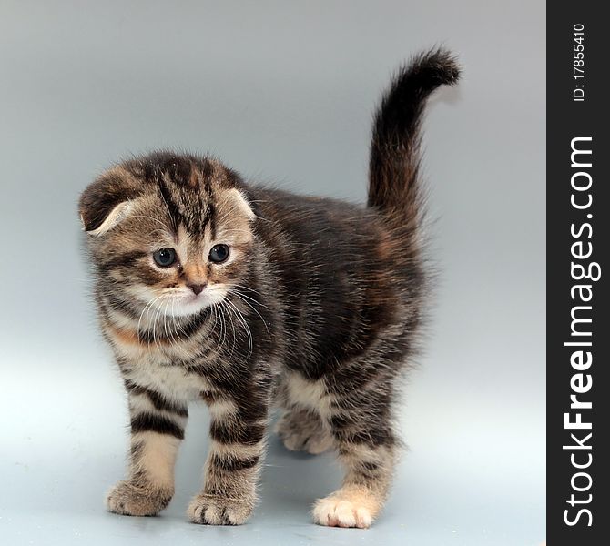 Portrait of a one-monthly scottish-fold kitten. Portrait of a one-monthly scottish-fold kitten