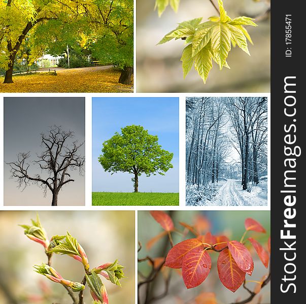 Set of season landscape : autumn, summer, spring, winter