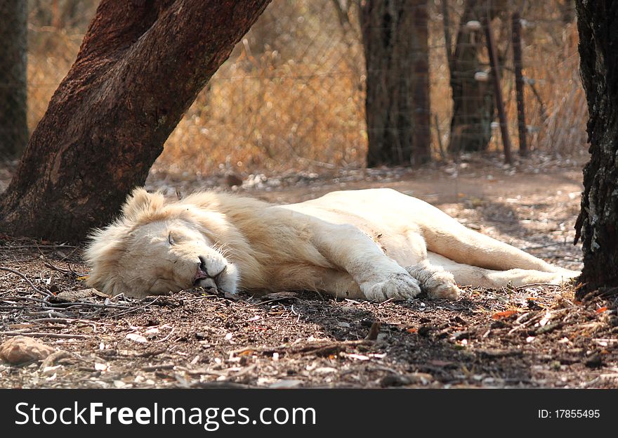 A White Lion lies fast asleep in a camp