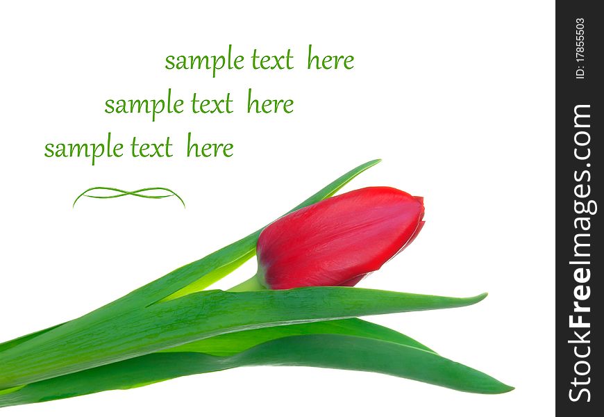 One tulip on isolated background, with room for text