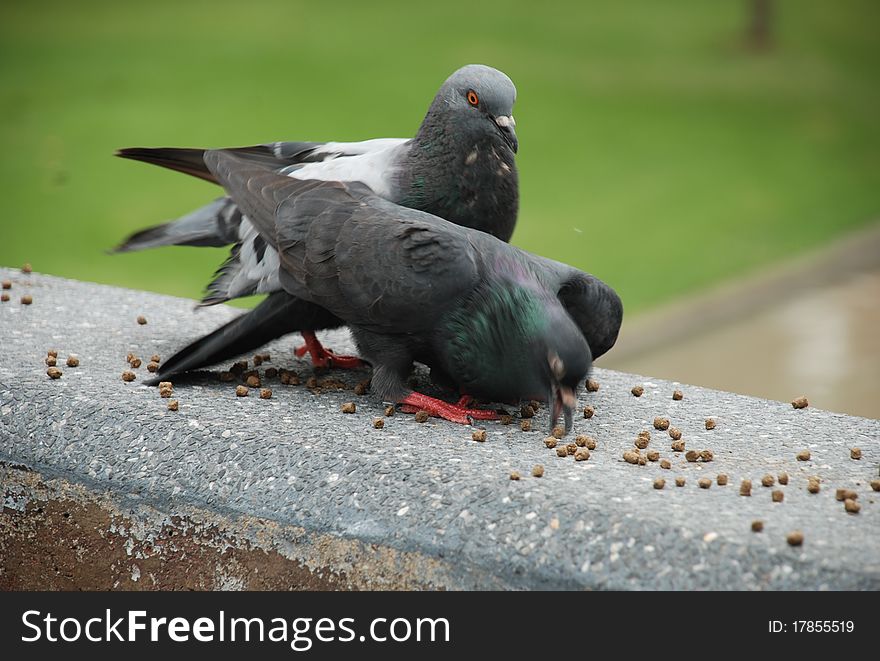 Feeding The Pigeon