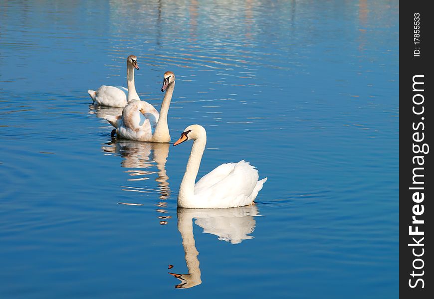 Swans on the blue lake