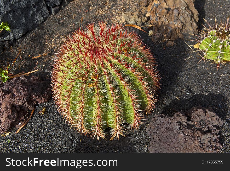 Beautiful Ball Cactus In Lapilli Earth