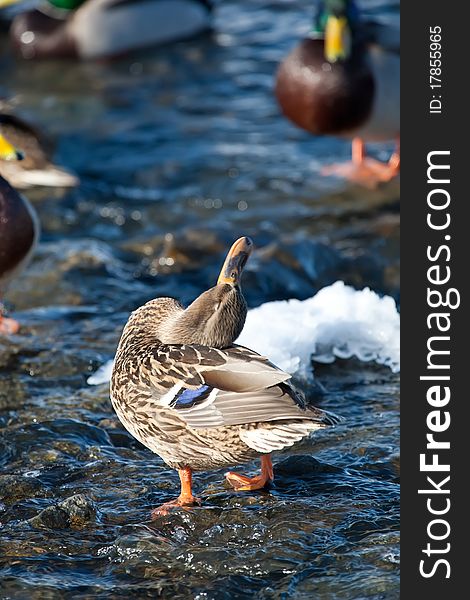 Grey Duck In River Winter Sunny Day