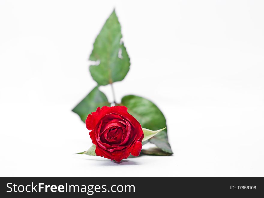 Beautiful red rose on a white background. Beautiful red rose on a white background